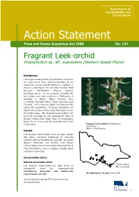 Fragrant Leek-Orchid Prasophyllum Sp