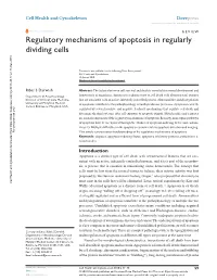 Regulatory Mechanisms of Apoptosis in Regularly Dividing Cells