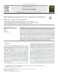 CDX4 Regulates the Progression of Neural Maturation in the Spinal Cord