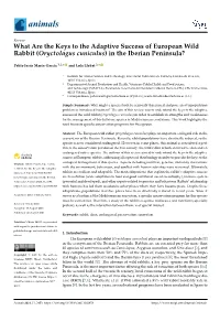 What Are the Keys to the Adaptive Success of European Wild Rabbit (Oryctolagus Cuniculus) in the Iberian Peninsula?