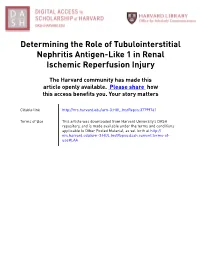 Determining the Role of Tubulointerstitial Nephritis Antigen-Like 1 in Renal Ischemic Reperfusion Injury