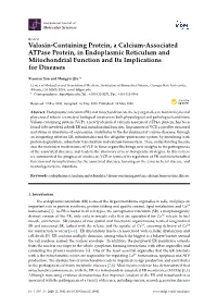 Valosin-Containing Protein, a Calcium-Associated Atpase Protein, in Endoplasmic Reticulum and Mitochondrial Function and Its Implications for Diseases