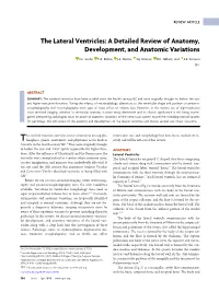 The Lateral Ventricles: a Detailed Review of Anatomy, Development, and Anatomic Variations