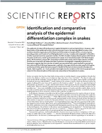 Identification and Comparative Analysis of the Epidermal