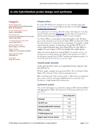 In Situ Hybridization Probe Design and Synthesis 