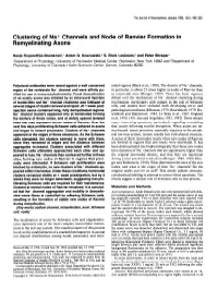Clustering of Na+ Channels and Node of Ranvier Formation in Remyelinating Axons