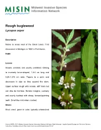 Rough Bugleweed Lycopus Asper
