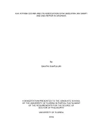 University of Florida Thesis Or Dissertation Formatting