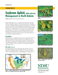Soybean Aphid, Aphis Glycines