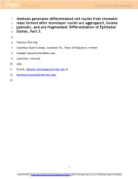 Chomatin Mass from Previously Aggregated, Pyknotic, And