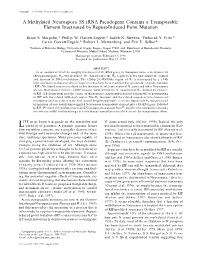 A Methylated Neurospora 5S Rrna Pseudogene Contains a Transposable Element Inactivated by Repeat-Induced Point Mutation