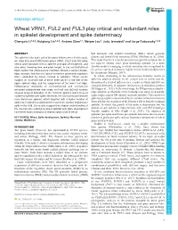 Wheat VRN1, FUL2 and FUL3 Play Critical and Redundant Roles In