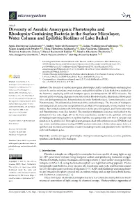 Diversity of Aerobic Anoxygenic Phototrophs and Rhodopsin-Containing Bacteria in the Surface Microlayer, Water Column and Epilithic Bioﬁlms of Lake Baikal
