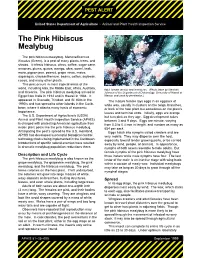 The Pink Hibiscus Mealybug, Maconellicoccus Hirsutus (Green), Is a Pest of Many Plants, Trees, and Shrubs