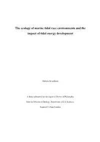 The Ecology of Marine Tidal Race Environments and the Impact of Tidal Energy Development