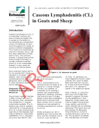 Caseous Lymphadenitis (CL) in Goats and Sheep UNP-0085