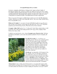 Coreopsis, Commonly Called Tickseed, Belongs in the 'Happy-Go-Lucky