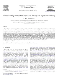 Understanding Stem Cell Differentiation Through Self-Organization Theory