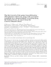 The First Record of the Genus Lamellibrachia (Siboglinidae
