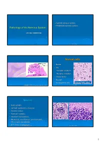 Normal Cells Neuron