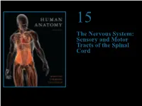 The Nervous System: Sensory and Motor Tracts of the Spinal Cord