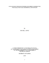 University of Florida Thesis Or Dissertation