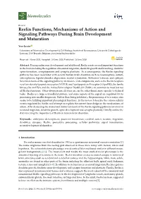 Reelin Functions, Mechanisms of Action and Signaling Pathways During Brain Development and Maturation