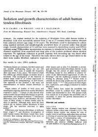 Tendon Fibroblasts