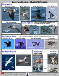 Common Seabirds of Atlantic Canada