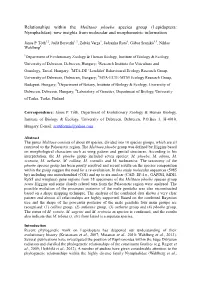 Lepidoptera: Nymphalidae): New Insights from Molecular and Morphometric Information