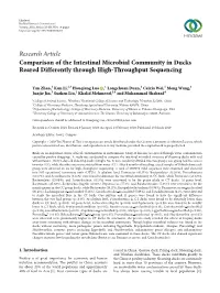 Comparison of the Intestinal Microbial Community in Ducks Reared Differently Through High-Throughput Sequencing