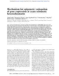 Mechanism for Epigenetic Variegation of Gene Expression at Yeast Telomeric Heterochromatin