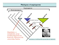 Phylogeny of Angiosperms Angiosperm “Basal Angiosperm”