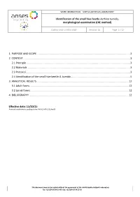 Identification of the Small Hive Beetle Aethina Tumida, Morphological Examination (OIE Method)