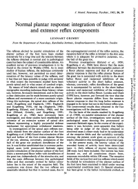 Normal Plantar Response: Integration of Flexor and Extensor Reflex Components