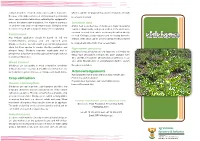 Chickpea Seeds Animal Feed Is Another Use of Chickpea in Many Developing Need to Be Treated with a Fungicide Mixture Before Planting