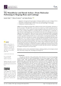 The Mandibular and Hyoid Arches—From Molecular Patterning to Shaping Bone and Cartilage