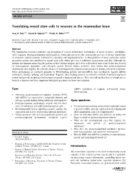 Translating Neural Stem Cells to Neurons in the Mammalian Brain