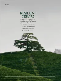 RESILIENT CEDARS Centuries of Exploitation Have Decimated Lebanon’S Forests, with Its Famous Cedars the Hardest Hit