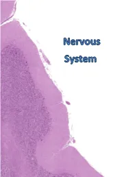 CNS)- the Brain and Spinal Cord