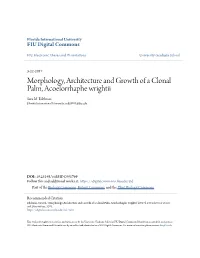 Morphology, Architecture and Growth of a Clonal Palm, Acoelorrhaphe Wrightii Sara M