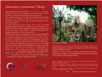 Aulacaspis Yasumatsui Takagi