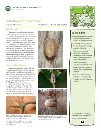 Mantids of Colorado Fact Sheet No