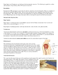 An Intramuscular Injection Is an Injection Given Directly Into The