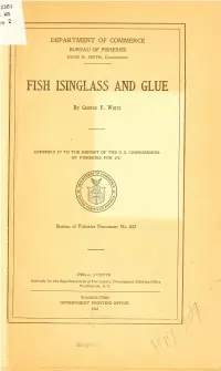 Fish Isinglass and Glue