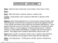 Asteraceae – Aster Family