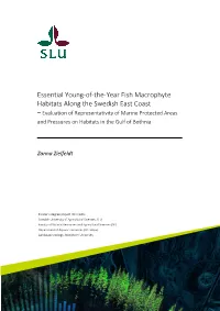 Essential Young-Of-The-Year Fish Macrophyte Habitats Along the Swedish East Coast