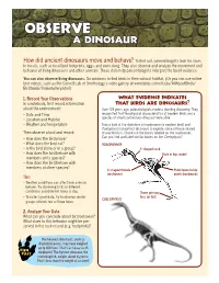 Observebserve a D Dinosaurinosaur