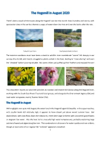 The Hogsmill in August 2020
