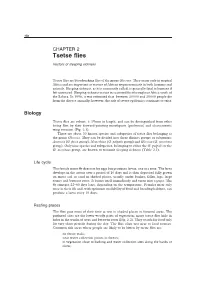 Tsetse Flies